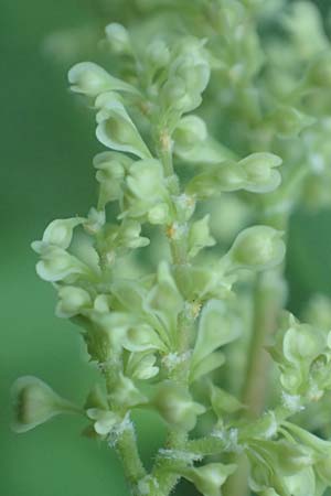 Fallopia sachalinensis \ Sachalin-Stauden-Knterich / Giant Knodweed, D Heidelberg 31.8.2016