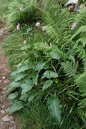 Bistorta officinalis \ Schlangen-Knterich / Common Bistort, D Schwarzwald/Black-Forest, Belchen 22.7.2017