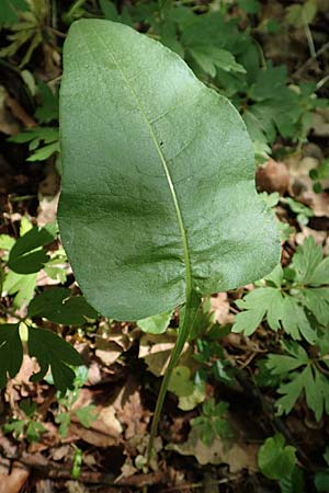 Bistorta officinalis \ Schlangen-Knterich / Common Bistort, D Gochsheim 17.5.2018