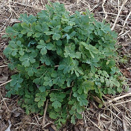 Chelidonium majus \ Groes Schllkraut, D Duisburg 12.3.2022