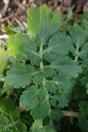 Chelidonium majus \ Groes Schllkraut, D Duisburg 12.3.2022
