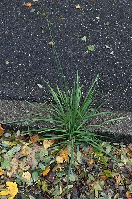 Allium tuberosum \ Schnitt-Knob-Lauch, Chinesischer Schnitt-Lauch / Garlic Chives, Chinese Leek, D Karlsruhe 30.10.2025