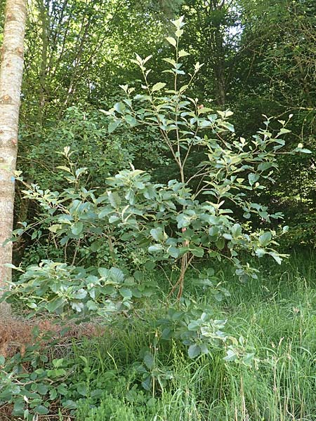 Sorbus lonetalensis \ Lonetal-Mehlbeere / Lonetal Whitebeam, D Lonetal bei/near Bissingen 28.6.2016