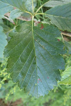 Sorbus lonetalensis \ Lonetal-Mehlbeere / Lonetal Whitebeam, D Lonetal bei/near Bissingen 28.6.2016