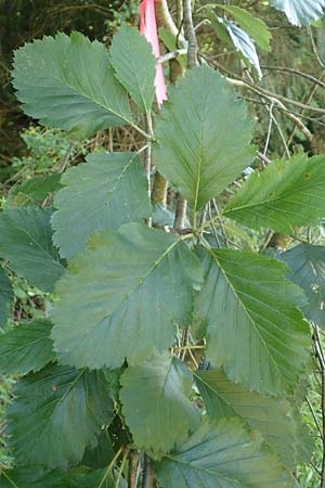Sorbus lonetalensis \ Lonetal-Mehlbeere / Lonetal Whitebeam, D Lonetal bei/near Bissingen 28.6.2016
