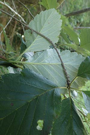 Sorbus lonetalensis \ Lonetal-Mehlbeere / Lonetal Whitebeam, D Lonetal bei/near Bissingen 28.6.2016