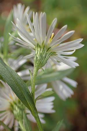Symphyotrichum lanceolatum \ Lanzett-Herbst-Aster / Narrow-Leaved Michaelmas Daisy, White Panicle Aster, D Mannheim Reiß-Insel 6.10.2017