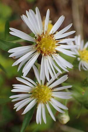 Symphyotrichum lanceolatum \ Lanzett-Herbst-Aster / Narrow-Leaved Michaelmas Daisy, White Panicle Aster, D Mannheim Reiß-Insel 6.10.2017