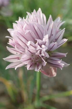 Allium schoenoprasum \ Schnitt-Lauch / Chives, D Köln-Zündorf 23.5.2018
