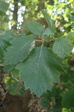Sorbus latifolia s.l. \ Breitblttrige Mehlbeere / Broad-Leaved European Mountain-Ash, D Köln-Zündorf 22.8.2018