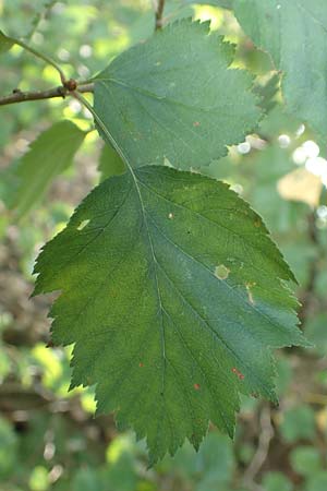 Sorbus latifolia s.l. \ Breitblttrige Mehlbeere / Broad-Leaved European Mountain-Ash, D Köln-Zündorf 22.8.2018