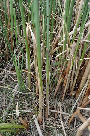 Schoenoplectus lacustris \ Gewhnliche Teichsimse, Grne Seebinse / Common Club-Rush, D Römerberg 23.7.2022