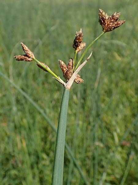 Schoenoplectus lacustris \ Gewöhnliche Teichsimse, Grüne Seebinse / Common Club-Rush, D Rheinstetten-Silberstreifen 19.9.2025 Schoenoplectus lacustris \ Gewöhnliche Teichsimse, Grüne Seebinse / Common Club-Rush, D Rheinstetten-Silberstreifen 19.9.2025