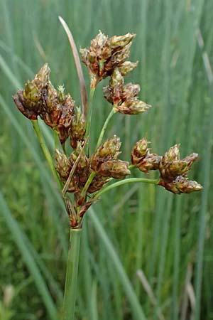 Schoenoplectus lacustris \ Gew�hnliche Teichsimse, Gr�ne Seebinse / Common Club-Rush, D Mannheim 5.6.2026