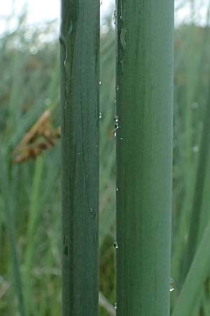 Schoenoplectus lacustris \ Gew�hnliche Teichsimse, Gr�ne Seebinse / Common Club-Rush, D Mannheim 5.6.2026