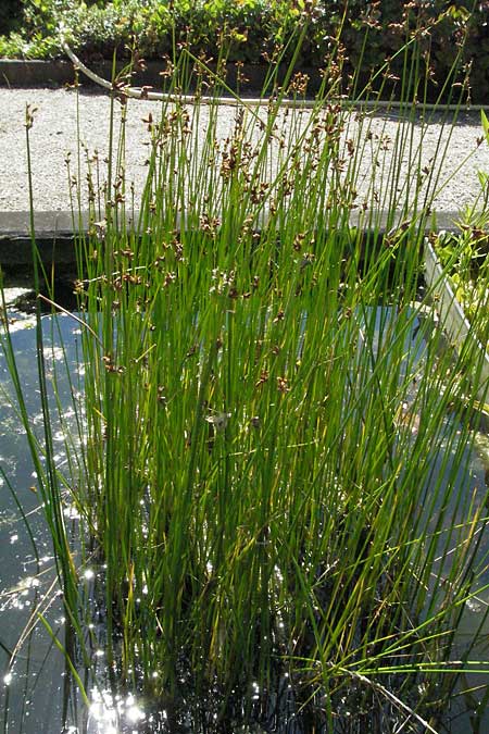 Schoenoplectus triqueter \ Dreikantige Teichsimse / Triangular Club-Rush, D Botan. Gar.  Universit.  Mainz 4.8.2007