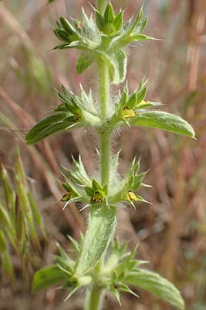 Sideritis montana \ Berg-Gliedkraut / Mountain Ironwort, D Mannheim 25.5.2016