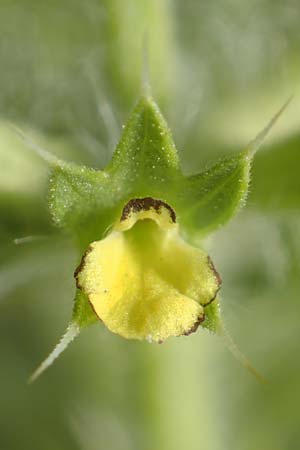 Sideritis montana \ Berg-Gliedkraut / Mountain Ironwort, D Mannheim 25.5.2016