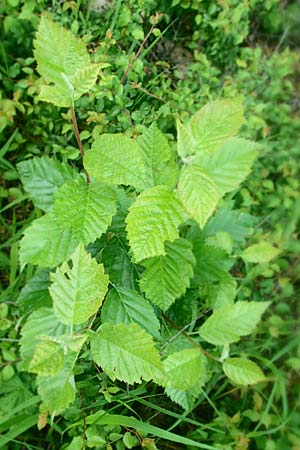 Sorbus meyeri \ Meyers Mehlbeere / Meyer's Whitebeam, D Külsheim 4.6.2016