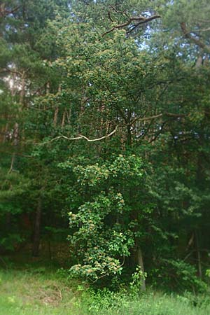 Sorbus meyeri \ Meyers Mehlbeere / Meyer's Whitebeam, D Külsheim 4.6.2016