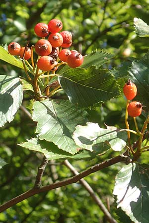 Sorbus meyeri \ Meyers Mehlbeere / Meyer's Whitebeam, D Külsheim 2.10.2016