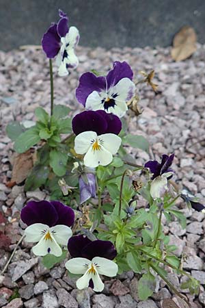 Viola wittrockiana \ Garten-Stiefm�tterchen / Pansy, D Seligenstadt 15.10.2016