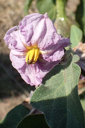 Solanum melongena \ Aubergine, Eierfrucht / Aubergine, Eggplant, D Mannheim 19.9.2018