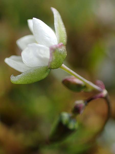 Spergula morisonii \ Frhlings-Sprgel / Pearlwort Spurrey, D Schwetzingen 14.3.2020