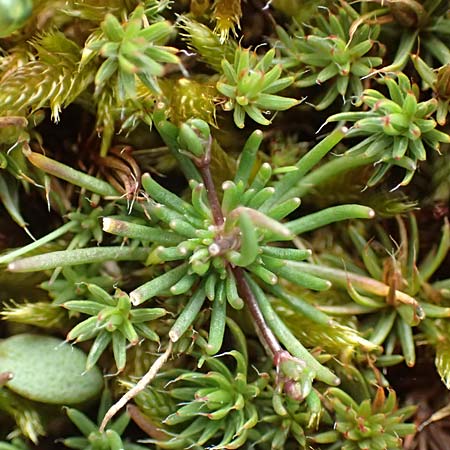 Spergula morisonii \ Frhlings-Sprgel / Pearlwort Spurrey, D Schwetzingen 14.3.2020