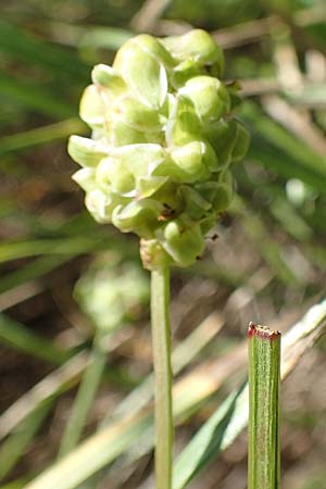 Sanguisorba minor subsp. balearica \ Hckerfrchtiger Wiesenknopf / Small Burnet, D Odenwald, Mörlenbach 24.6.2020