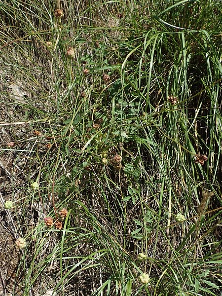 Sanguisorba minor subsp. balearica \ Hckerfrchtiger Wiesenknopf / Small Burnet, D Odenwald, Mörlenbach 24.6.2020