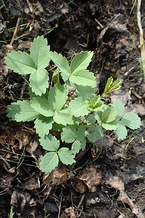Sanguisorba officinalis \ Groer Wiesenknopf / Great Burnet, D Kaiserslautern 19.8.2020