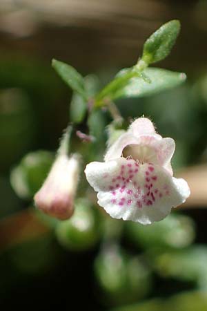 Scutellaria minor \ Kleines Helmkraut / Lesser Skullcap, D Mörfelden-Walldorf 14.8.2021