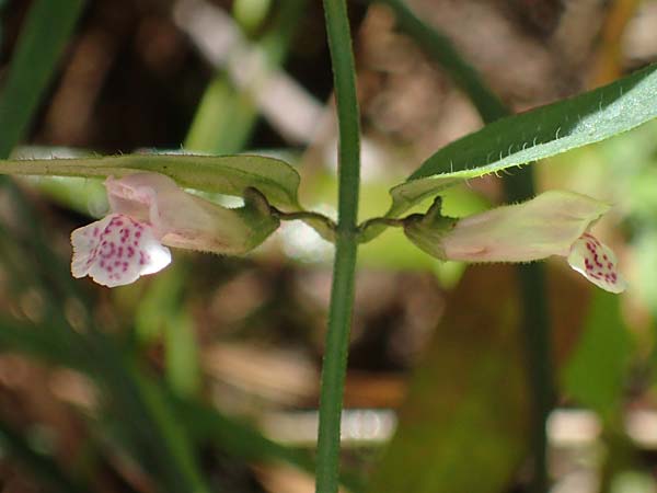 Scutellaria minor \ Kleines Helmkraut / Lesser Skullcap, D Mörfelden-Walldorf 14.8.2021
