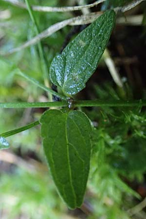 Scutellaria minor \ Kleines Helmkraut / Lesser Skullcap, D Mörfelden-Walldorf 14.8.2021