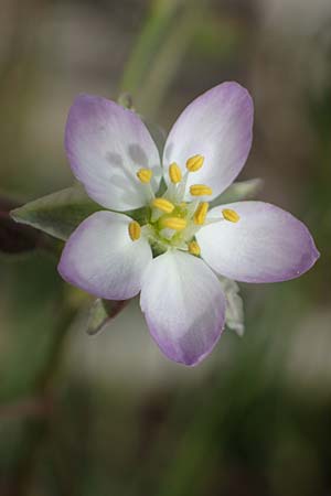 Spergularia media \ Flgelsamige Schuppenmiere / Greater Sea Spurrey, D Thüringen, Artern 11.6.2022