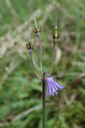Soldanella montana \ Wald-Soldanelle, Berg-Alpenglckchen / Greater Alpine Clock, D Finsterau 8.5.2025
