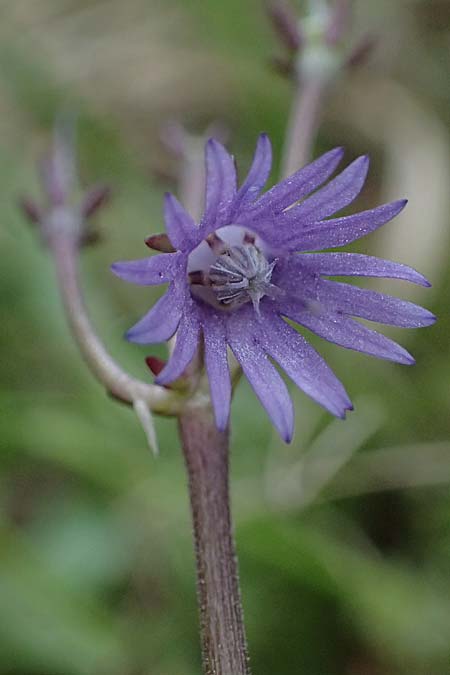 Soldanella montana \ Wald-Soldanelle, Berg-Alpenglckchen / Greater Alpine Clock, D Finsterau 8.5.2025