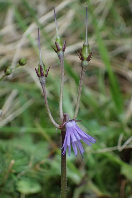 Soldanella montana \ Wald-Soldanelle, Berg-Alpenglckchen / Greater Alpine Clock, D Finsterau 8.5.2025