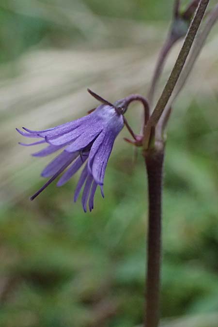 Soldanella montana \ Wald-Soldanelle, Berg-Alpenglckchen / Greater Alpine Clock, D Finsterau 8.5.2025