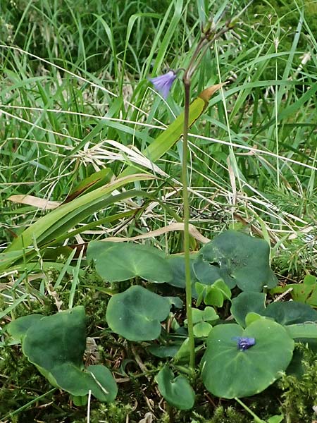 Soldanella montana \ Wald-Soldanelle, Berg-Alpenglckchen / Greater Alpine Clock, D Finsterau 8.5.2025