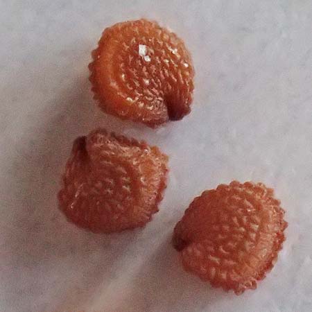 Stellaria media \ Vogelmiere / Common Chickweed, D Mannheim 22.3.2026