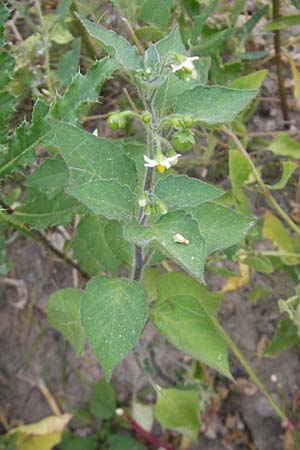 Solanum nitidibaccatum \ Argentinischer Nachtschatten, Glanzfrchtiger Nachtschatten / Ground-Cherry Nightshade, Hairy Nightshade, D Ludwigshafen 12.7.2010