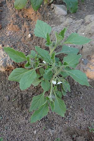 Solanum nitidibaccatum \ Argentinischer Nachtschatten, Glanzfrchtiger Nachtschatten / Ground-Cherry Nightshade, Hairy Nightshade, D Reilingen 24.9.2015