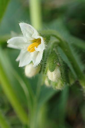 Solanum nitidibaccatum \ Argentinischer Nachtschatten, Glanzfrchtiger Nachtschatten / Ground-Cherry Nightshade, Hairy Nightshade, D Reilingen 24.9.2015