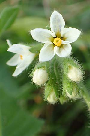 Solanum nitidibaccatum \ Argentinischer Nachtschatten, Glanzfrchtiger Nachtschatten / Ground-Cherry Nightshade, Hairy Nightshade, D Reilingen 24.9.2015