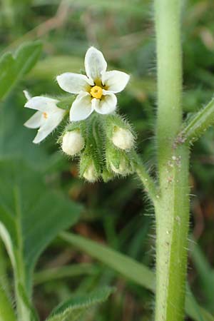 Solanum nitidibaccatum \ Argentinischer Nachtschatten, Glanzfrchtiger Nachtschatten / Ground-Cherry Nightshade, Hairy Nightshade, D Reilingen 24.9.2015