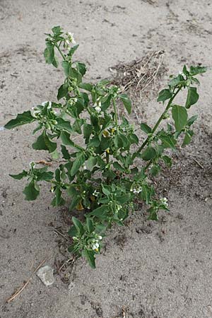 Solanum nigrum \ Schwarzer Nachtschatten / Black Nightshade, D Celle 24.8.2018