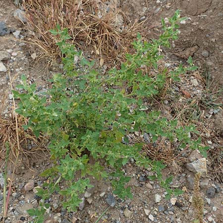 Solanum nitidibaccatum \ Argentinischer Nachtschatten, Glanzfrchtiger Nachtschatten / Ground-Cherry Nightshade, Hairy Nightshade, D Mannheim 22.9.2018