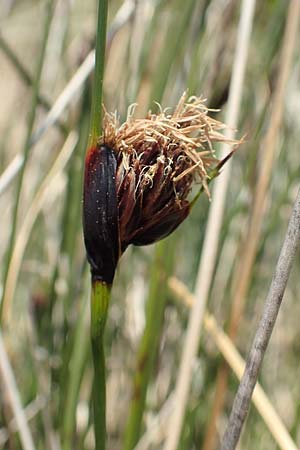 Schoenus nigricans \ Schwrzliche Kopfbinse / Black Bog-Rush, D Neuleiningen 14.5.2020